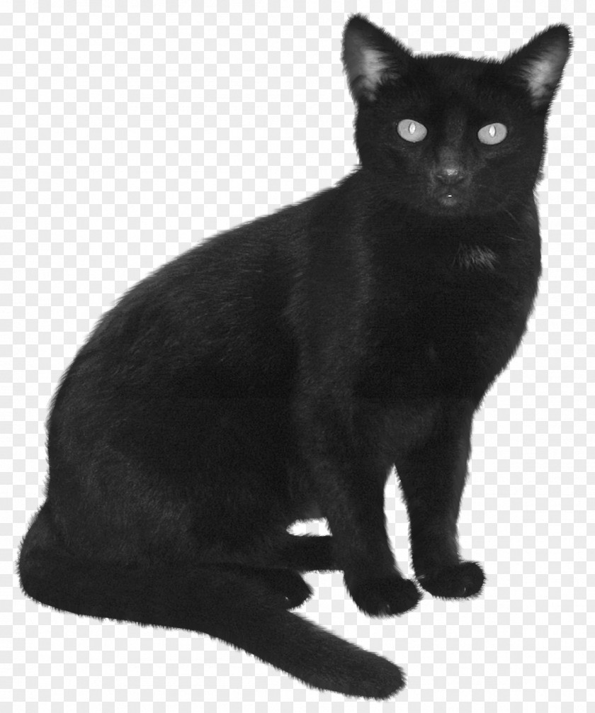 Witch Cat Himalayan Burmese Black Kitten Feral PNG