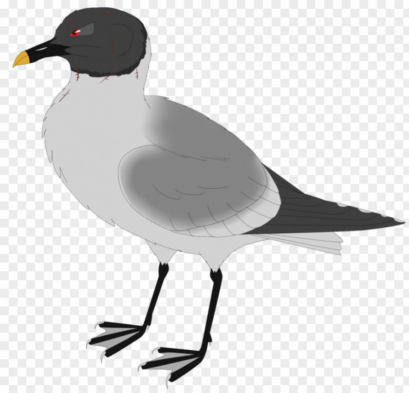 Bird European Herring Gull Gulls Duck Crane PNG