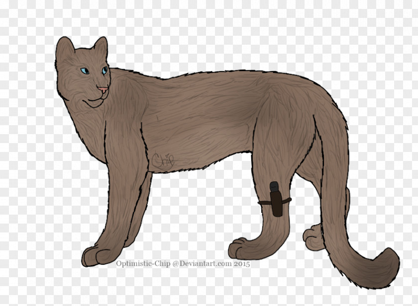 Cat Whiskers Cougar Wildcat Bear PNG