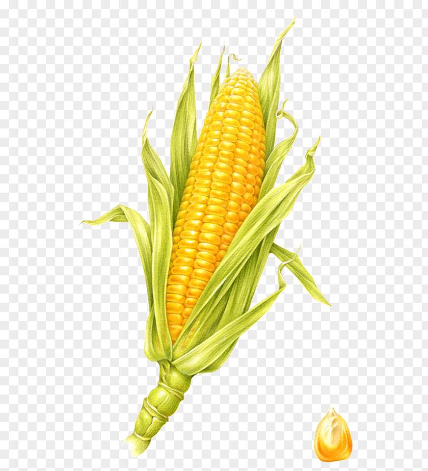 Corn On The Cob Visual Arts Maize Illustration PNG