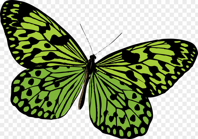 Green Painted Butterfly Vector Monarch Pieridae Moth PNG