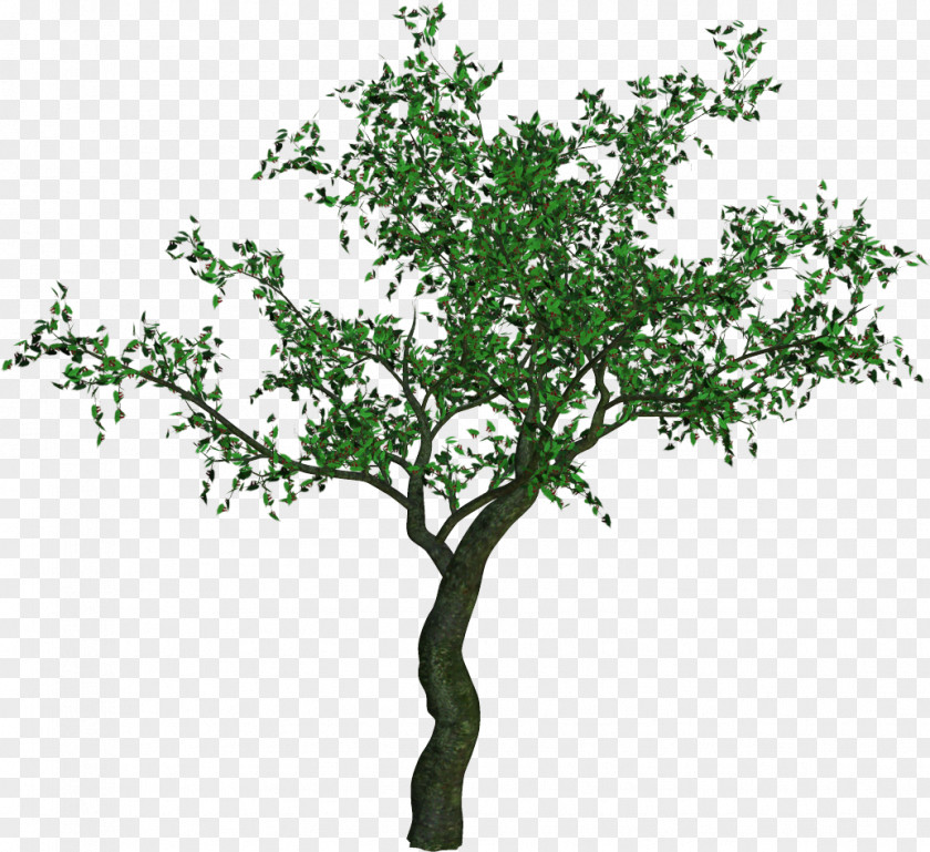 Tree Vector Graphics Illustration Image Clip Art PNG