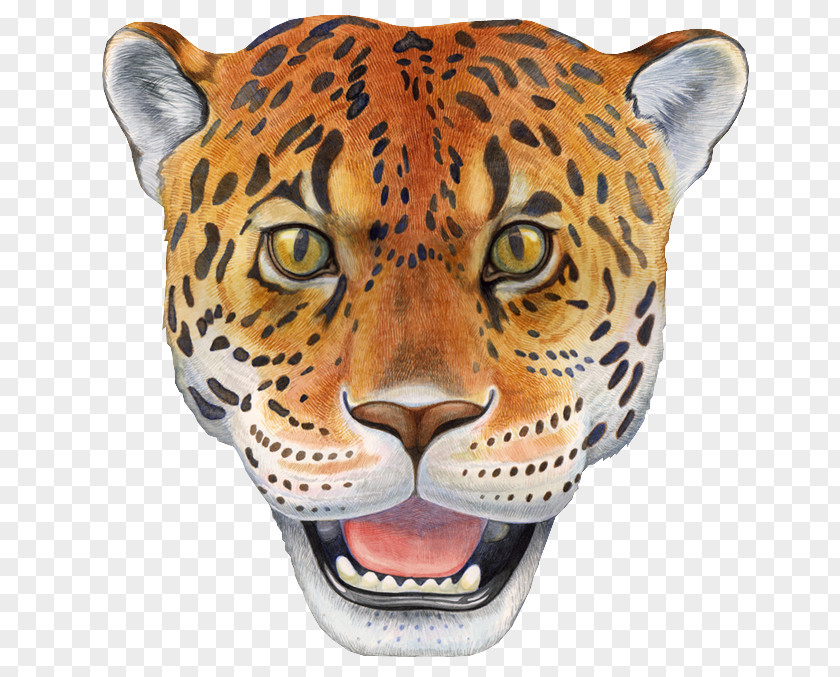 African Leopard Whiskers Cats Cartoon PNG