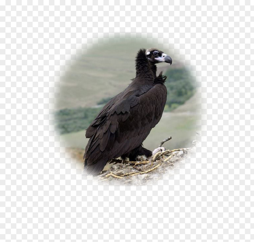 Bird Bald Eagle Of Prey Cinereous Vulture PNG