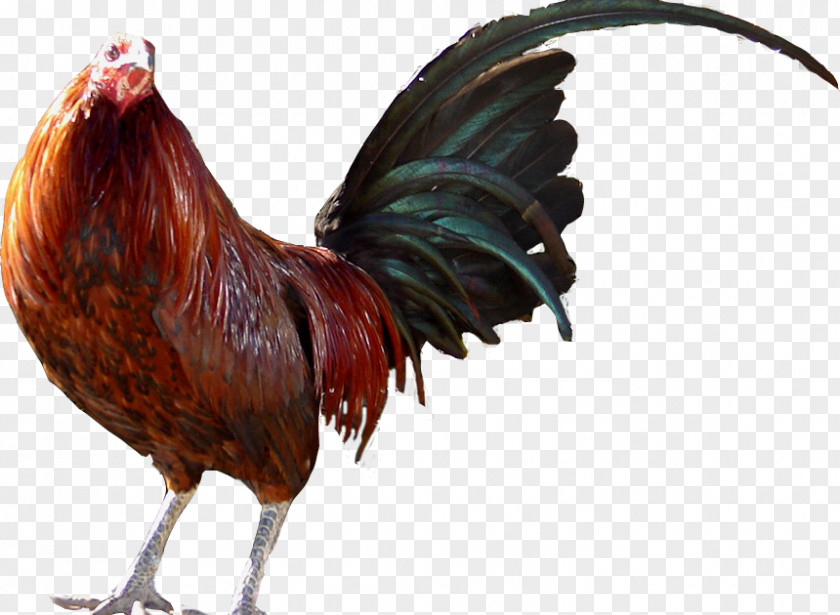 Chicken Rooster Dominican Republic United States Beak PNG