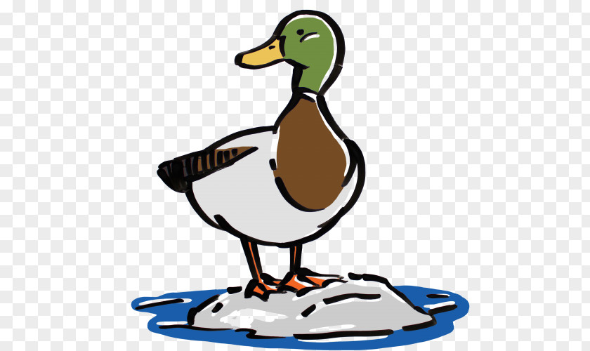 Duck Mallard Goose Bird Cygnini PNG