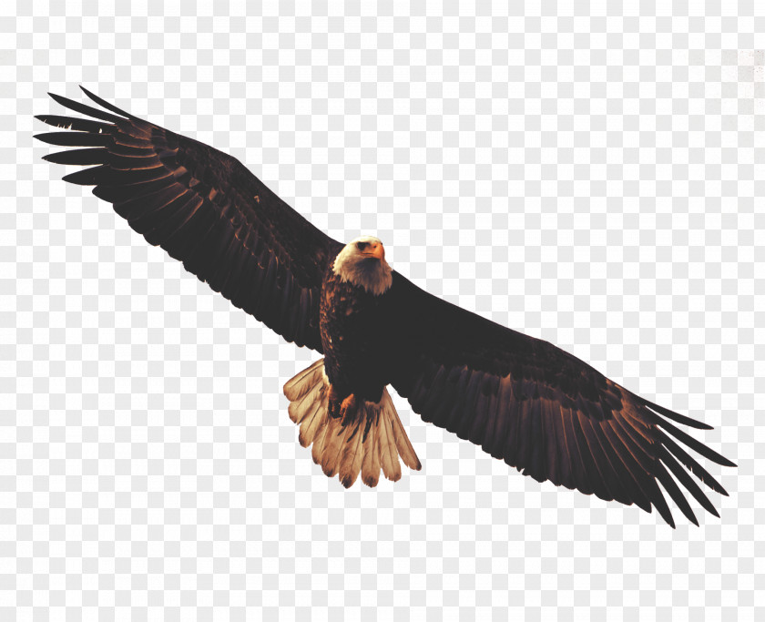 Eagle Bald Sticker Wall Decal PNG