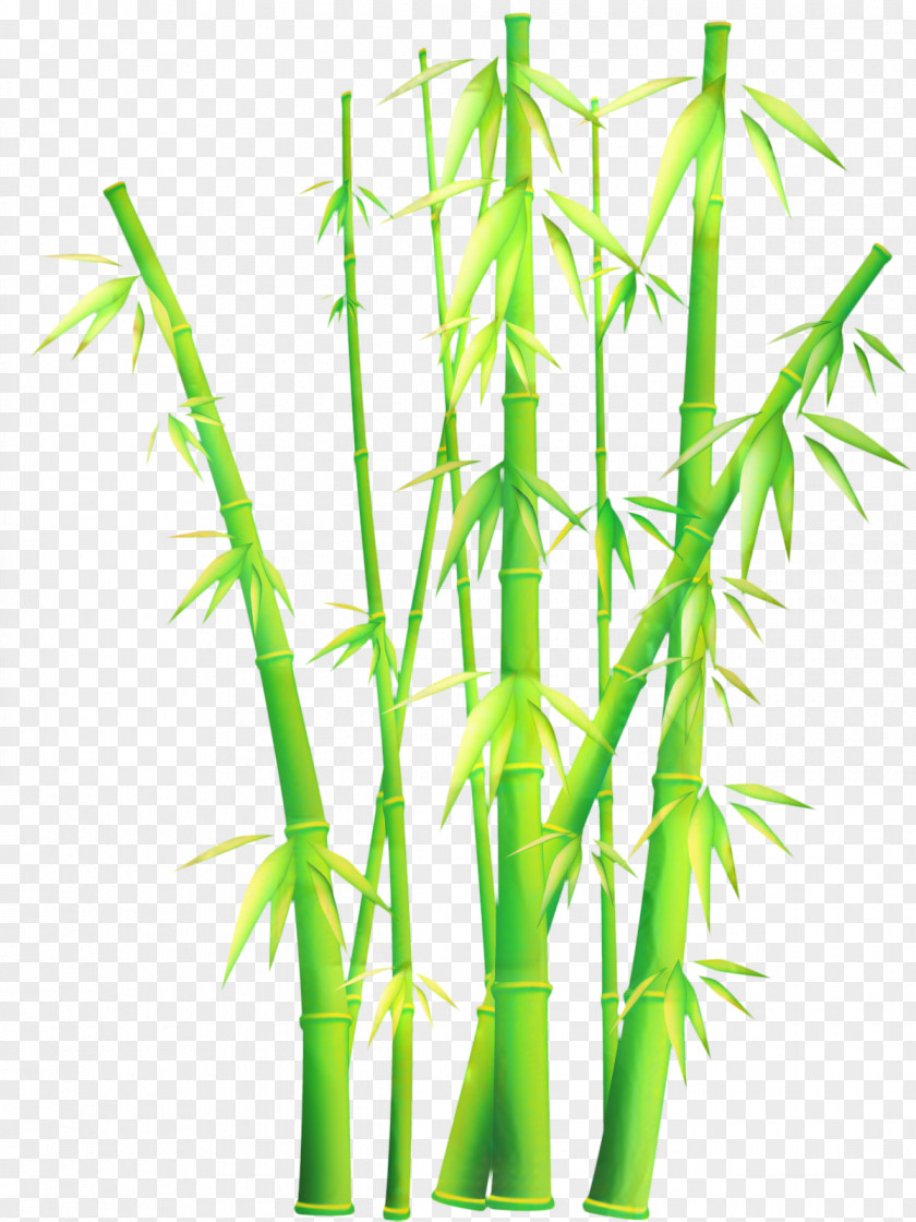 Elymus Repens Grass Bamboo Cartoon PNG