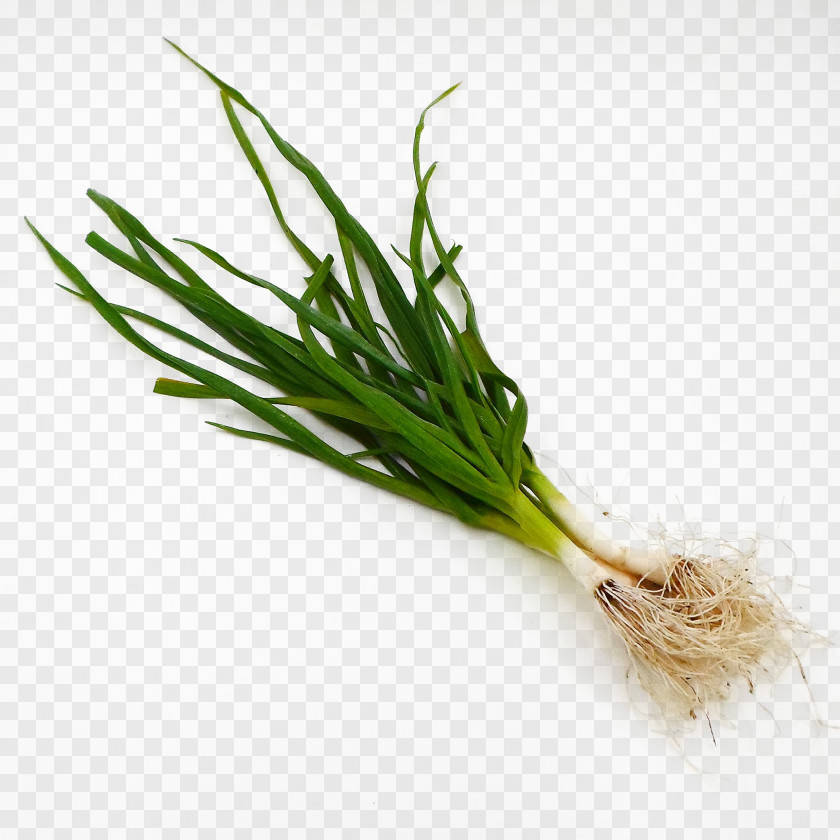 Green Onions Allium Fistulosum Shallot Scallion Vegetable PNG