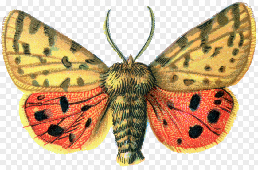 Moth Butterfly Rhyparia Purpurata Clip Art PNG