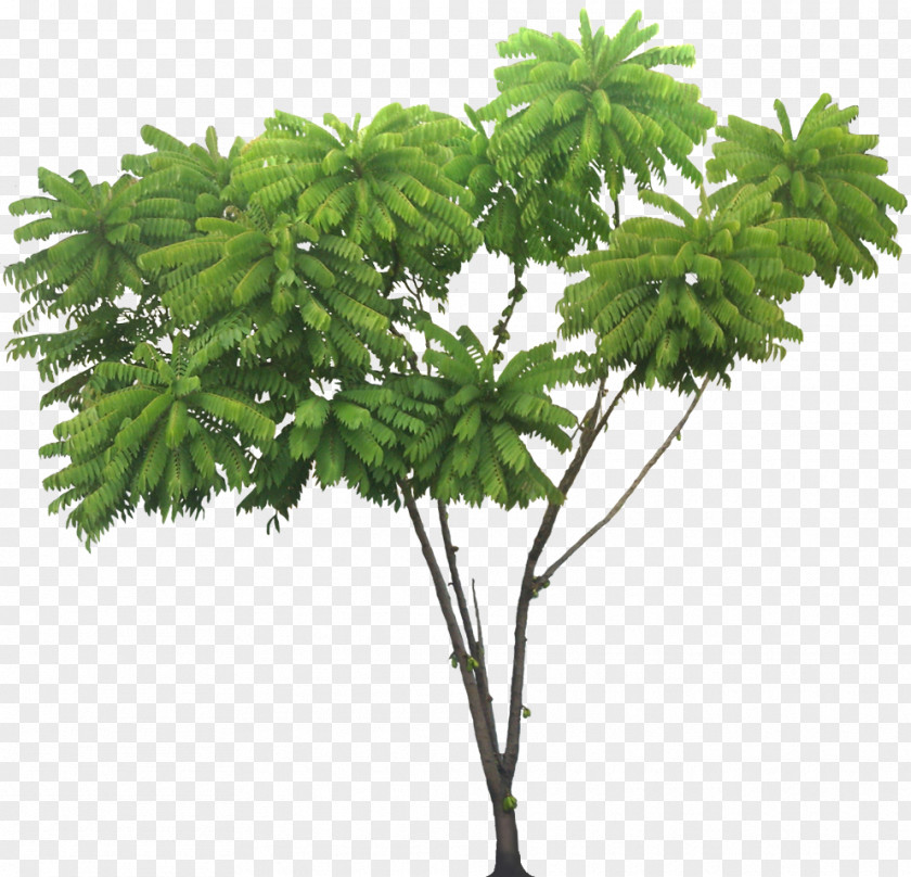 Tropical Plant Tree Bilimbi Rainforest Clip Art PNG