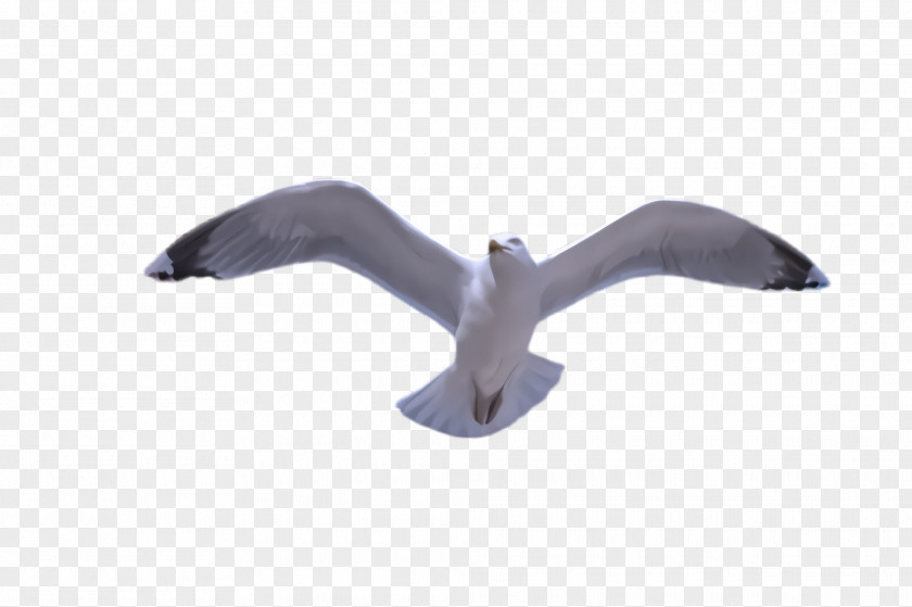 Wing Seabird Gull PNG