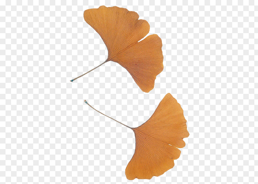 Apricot Plant Ginkgo Biloba Leaf Ginkgoaceae Tree PNG