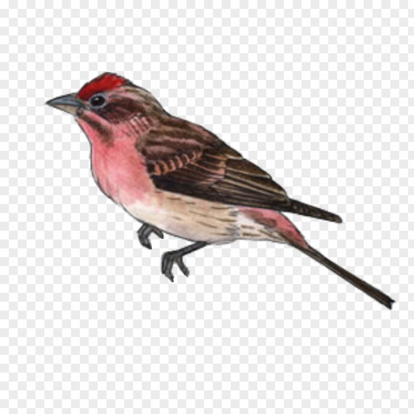 Birds Bird House Finch American Sparrows Beak PNG