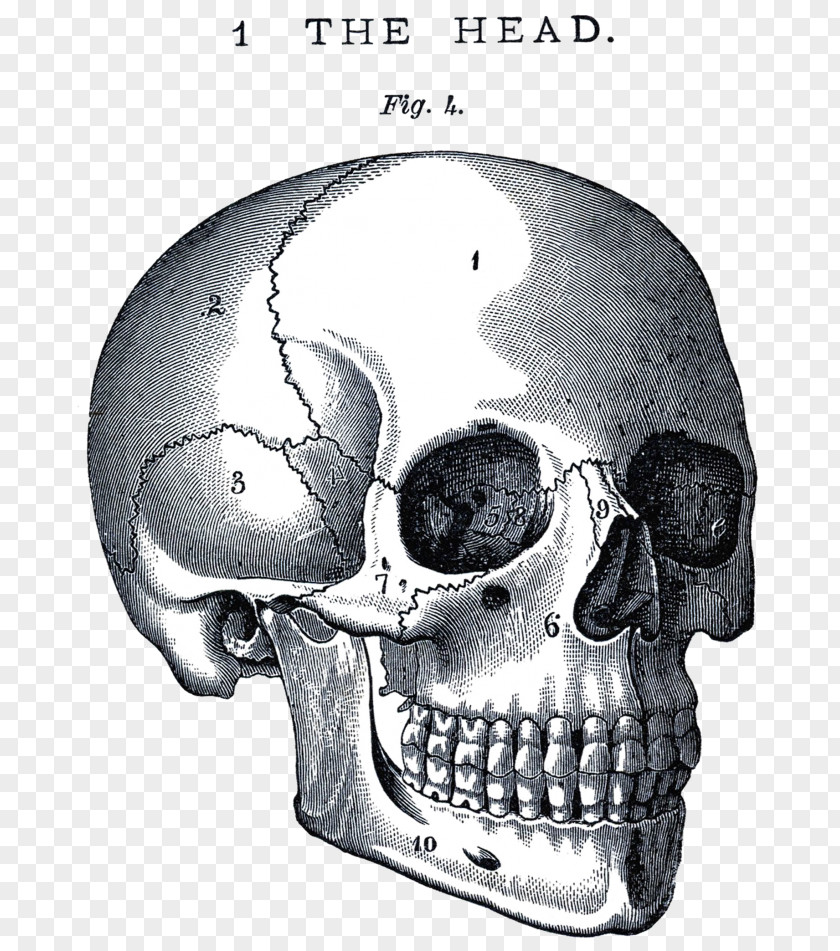 Ear Temple Human Skull Drawing PNG