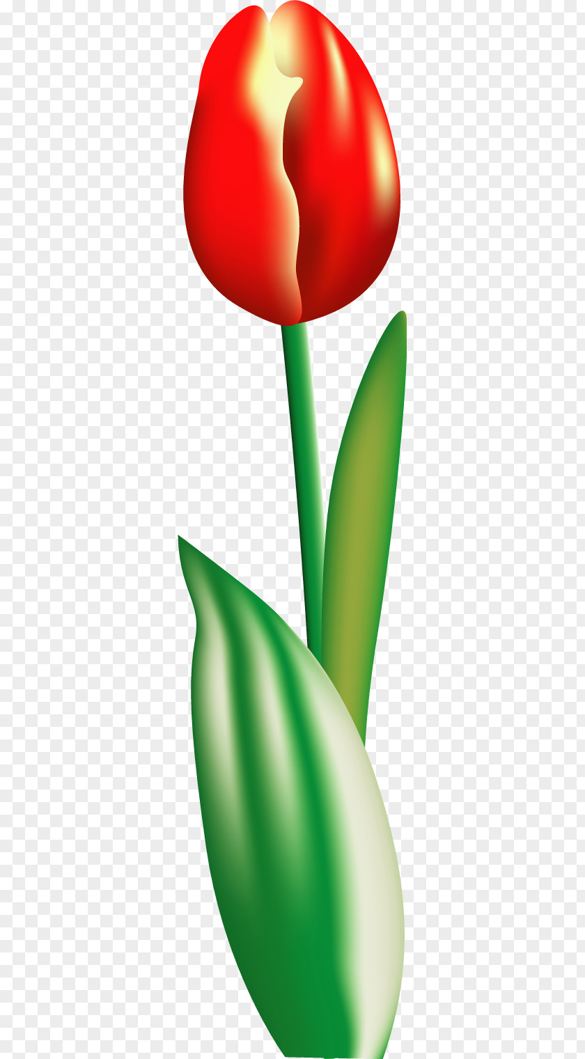 Vector Tulip 14 Flower Clip Art PNG