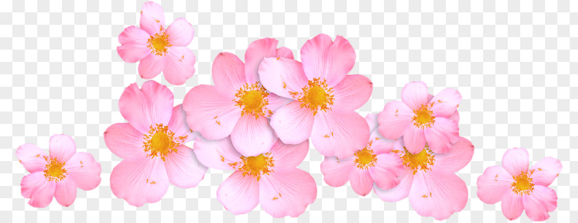 Cherry Blossom Pink M ST.AU.150 MIN.V.UNC.NR AD Flowering Plant PNG