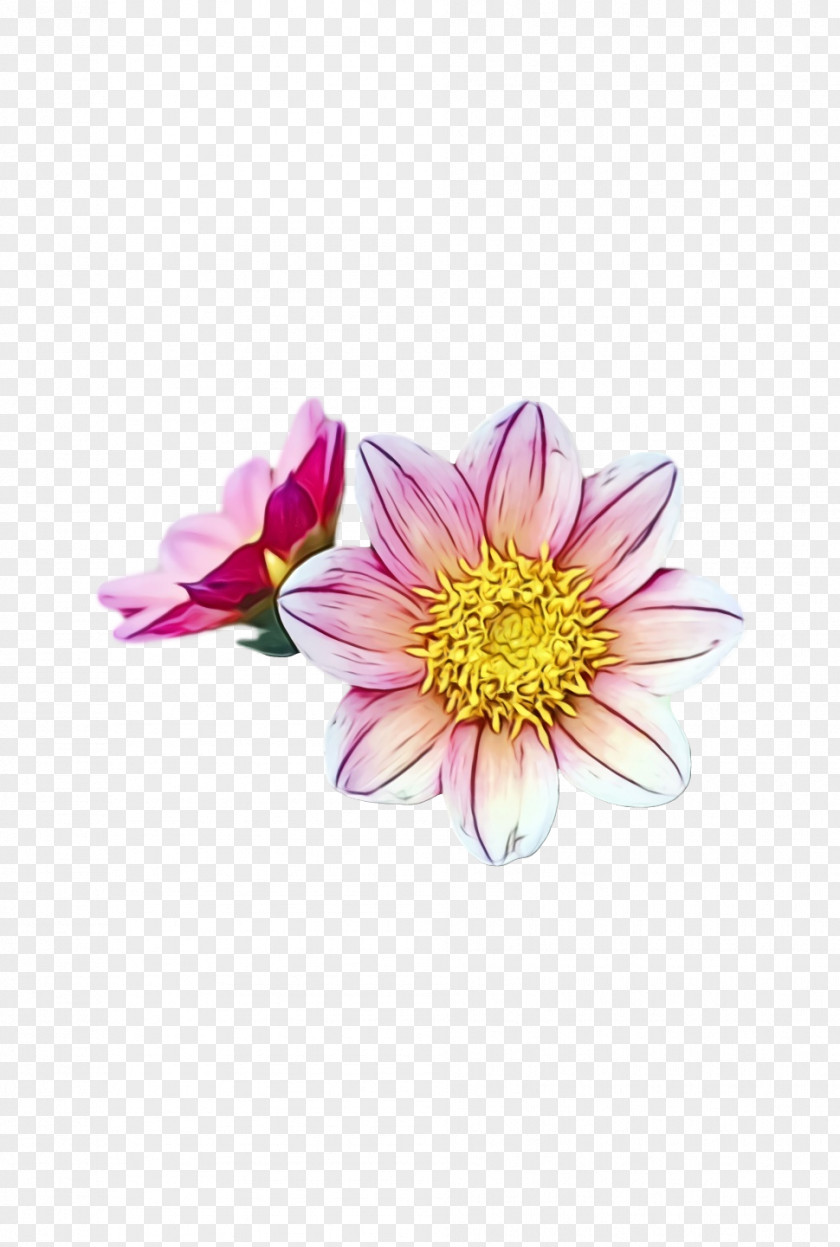 Dahlia Chrysanthemum Cut Flowers Petal Flower PNG