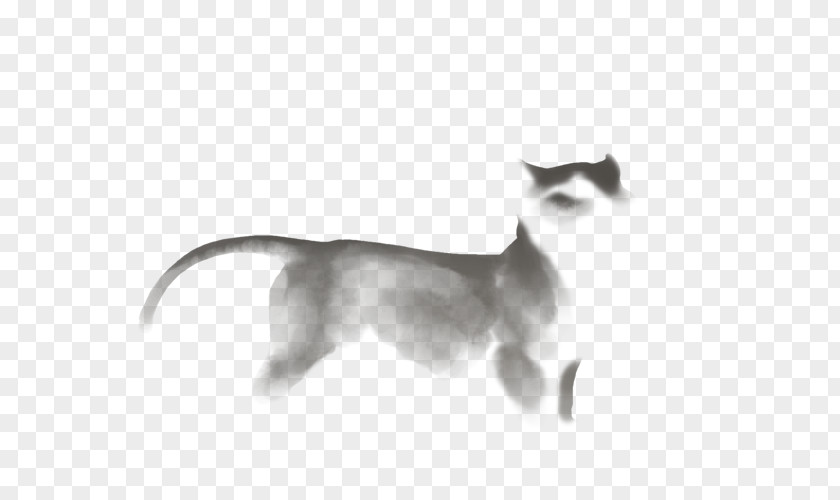 Kitten Whiskers Birth Dog Lion PNG