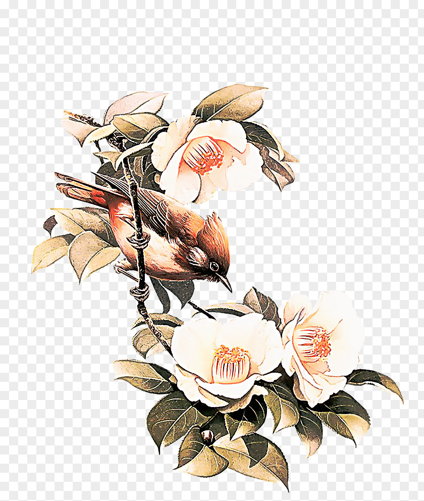 Magnolia Family Petal Drawing Of PNG