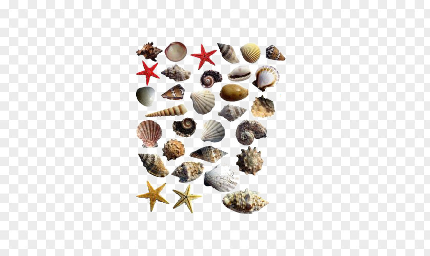 Shells Starfish Marine Life Seashell Sea Snail PNG