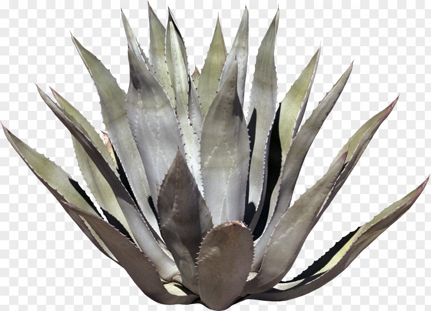 Cactus Cactaceae Plant Flower Agave PNG