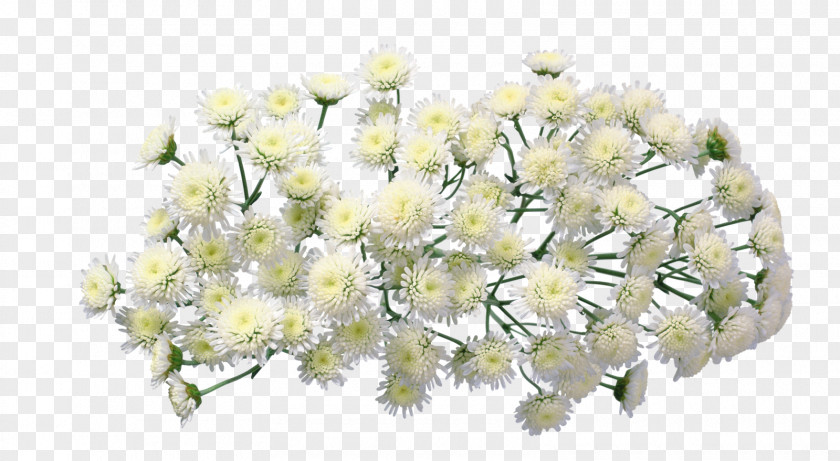 Chrysanthemum Flower Floral Design Clip Art PNG