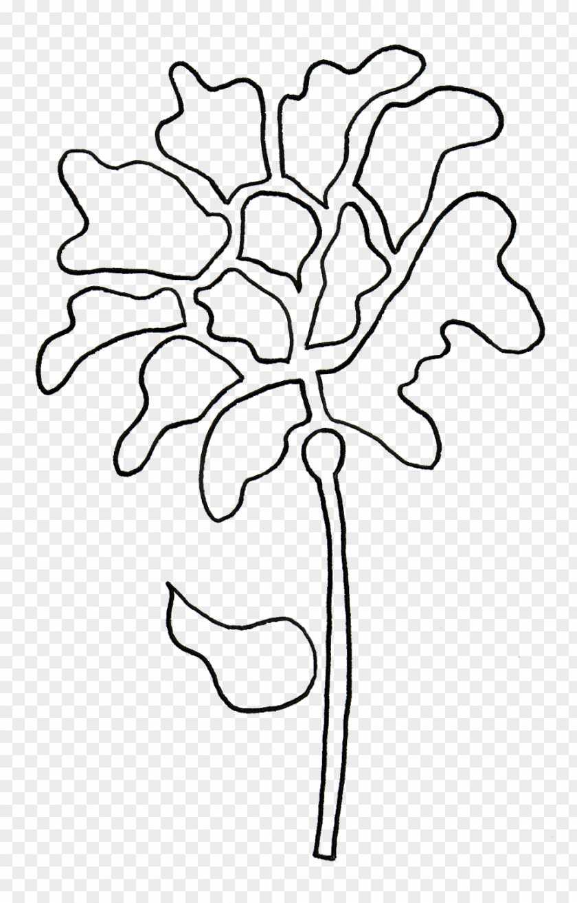 Floral Design Line Art Drawing Cut Flowers PNG