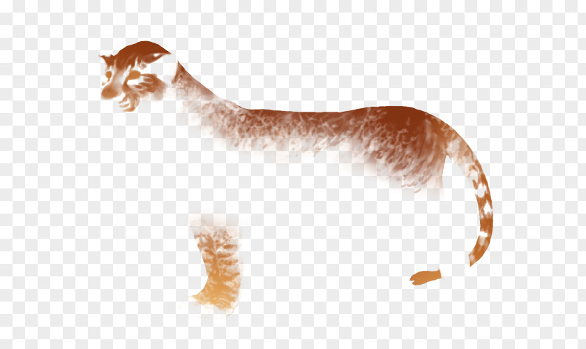 Kitten Whiskers Cat Paw Mammal PNG