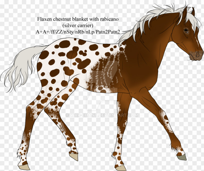 Mustang Foal Stallion Mare Colt PNG