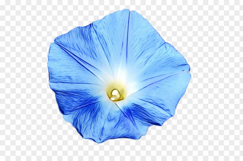 Beach Moonflower Cobalt Blue Flower Petal Morning Glory PNG