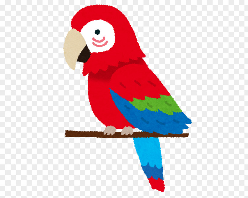 Bird Person Cockatoo Echolalia Parrots PNG