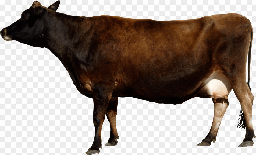 Cartoon Cow Holstein Friesian Cattle Taurine Beef PNG
