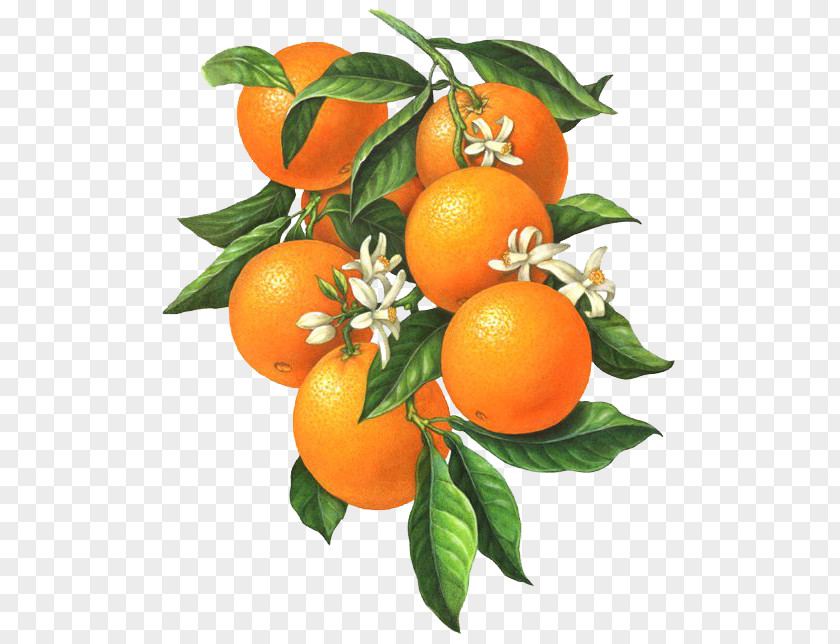 Citrus Xd7 Sinensis Orange Blossom Botanical Illustration PNG xd7 sinensis blossom illustration Illustration, Small white flowers of the orange fruit, bunch clipart PNG