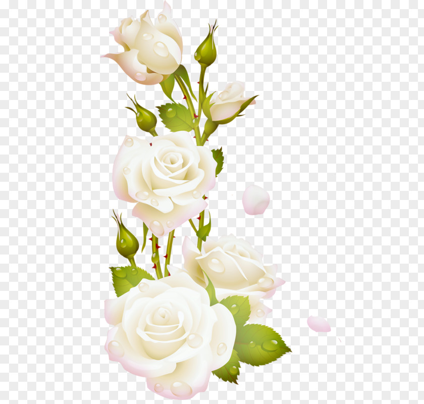Flower Garden Roses Cabbage Rose Cut Flowers PNG