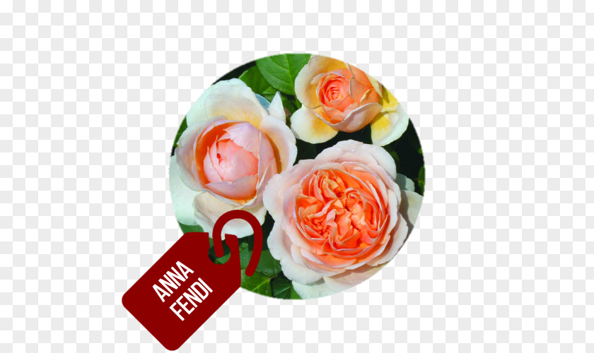 Flower Garden Roses Hybrid Tea Rose Fendi PNG