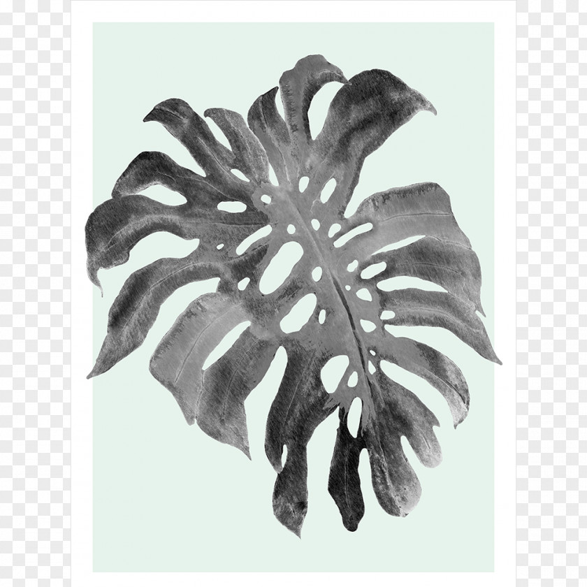 Monstera Border Swiss Cheese Plant Art Canvas Print Philodendron Vine PNG