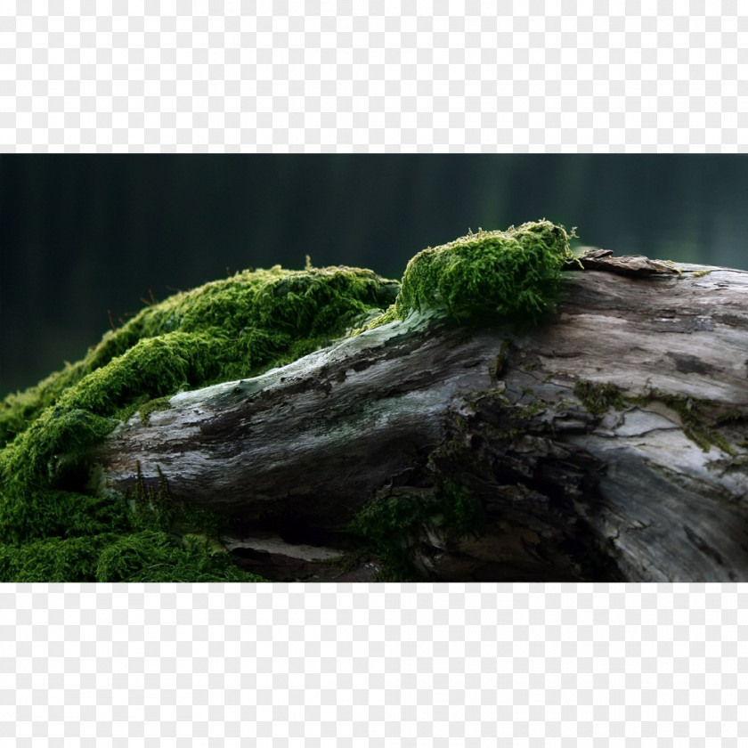 Moss Log Desktop Wallpaper Wood Tree Trunk Forest PNG