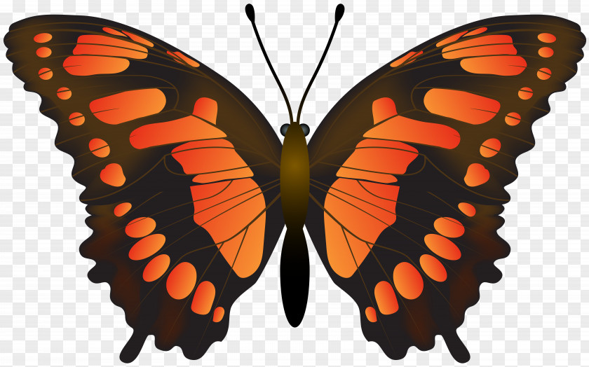 Clipart-butterfly Monarch Butterfly Pieridae Insect Brush-footed Butterflies PNG