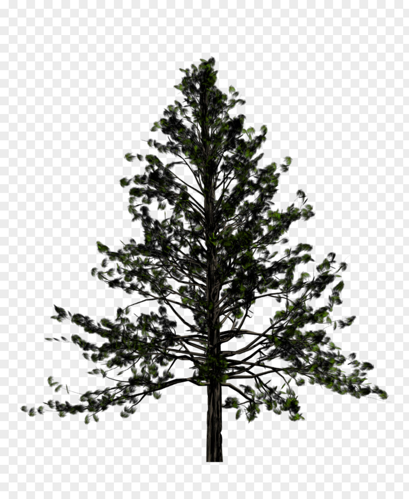 Fir-Tree Free Download Tree Pine Fir Conifers PNG