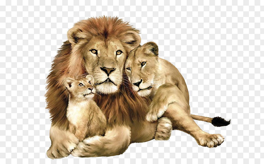 Lion Image, Free Image Download, Picture, Lions Clip Art PNG