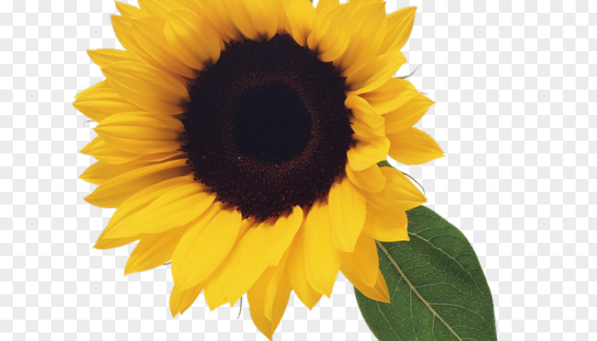 Perennial Plant Annual Sunflower PNG