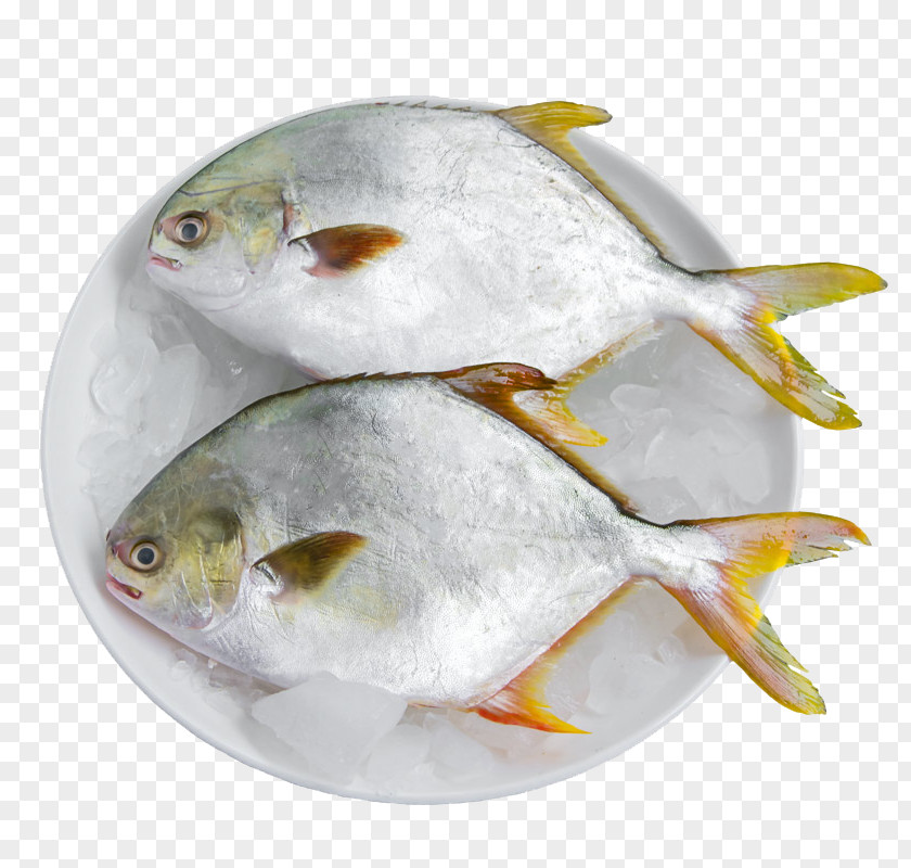 Two Frozen Pomfret Pampus Argenteus Fish PNG