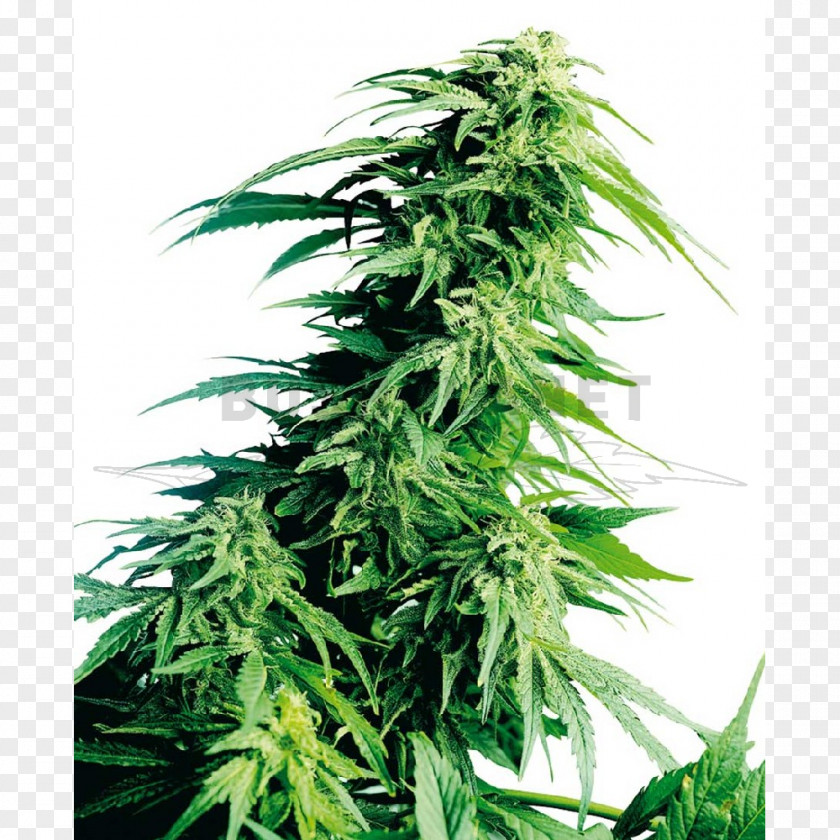 Cannabis Hindu Kush Cultivation Sensi Seeds PNG