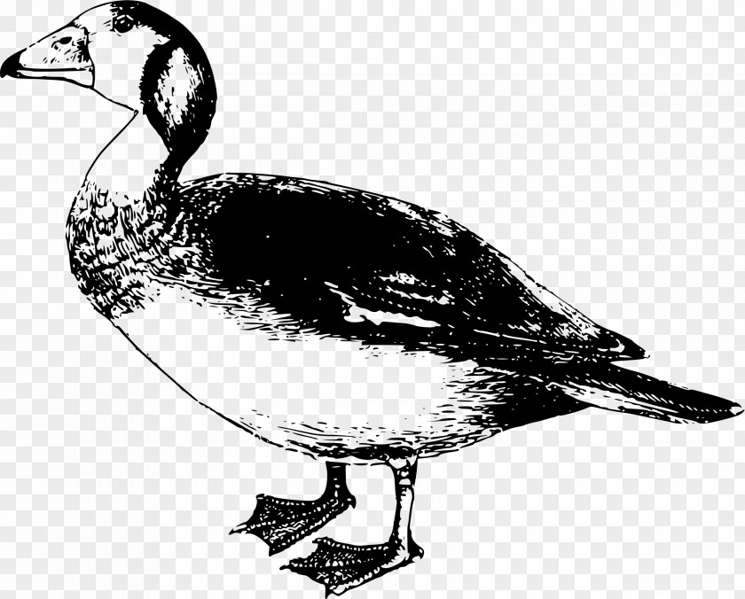 Dwarf Goose Bird Duck Clip Art PNG