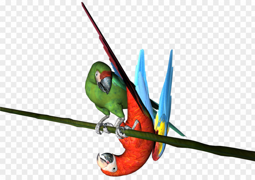 Feather Macaw Parakeet Beak Wing PNG