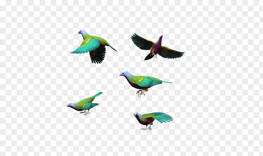 Flying Dove Color Bird Columbidae Flight Blue PNG