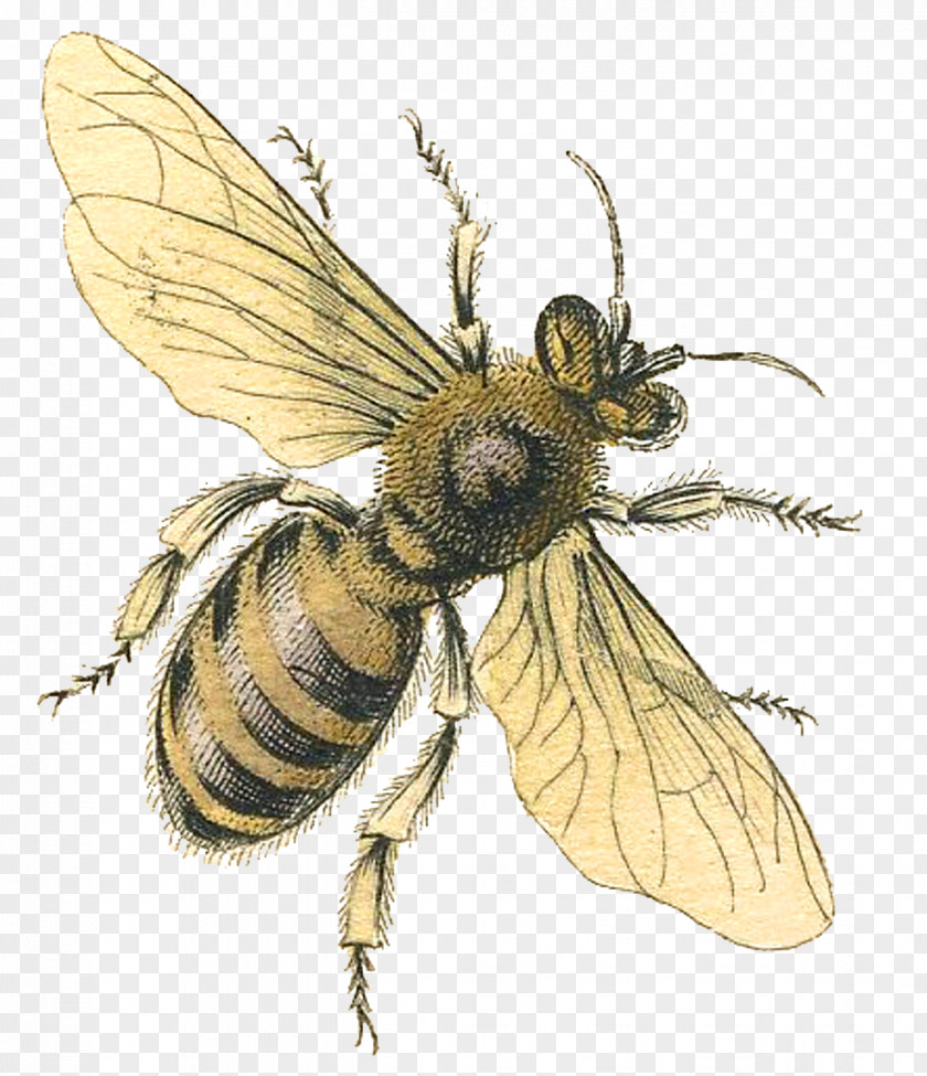 Honey Bee Western Queen Bumblebee Clip Art PNG