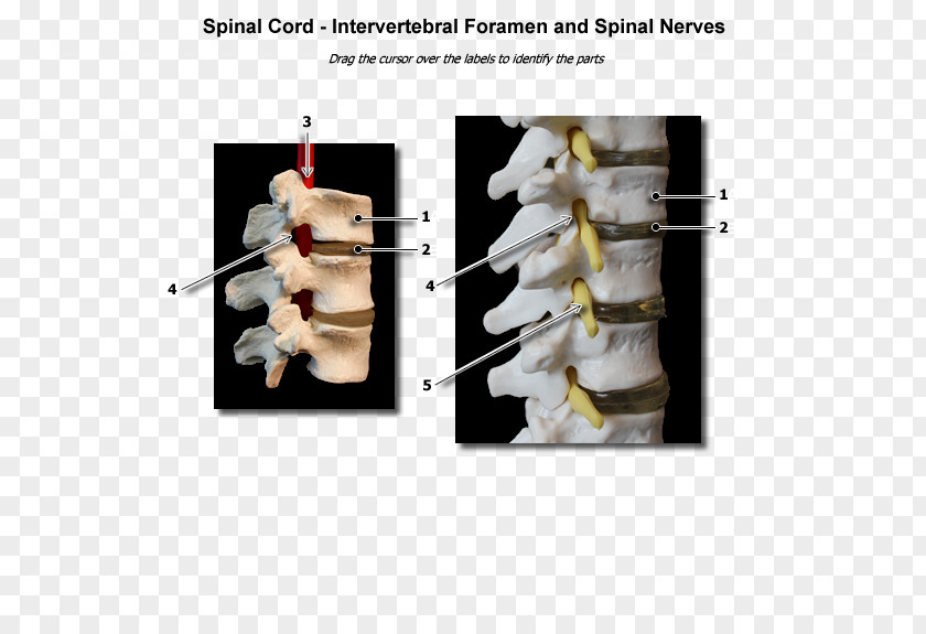 Intervertebral Foramen Spinal Nerve PNG