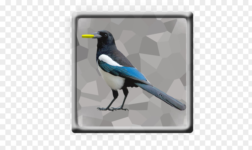 Bird Eurasian Magpie Whinchat Carrion Crow PNG
